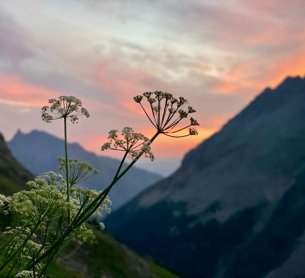 Sunrise Plants